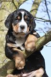 GRAND BOUVIER SUISSE 024